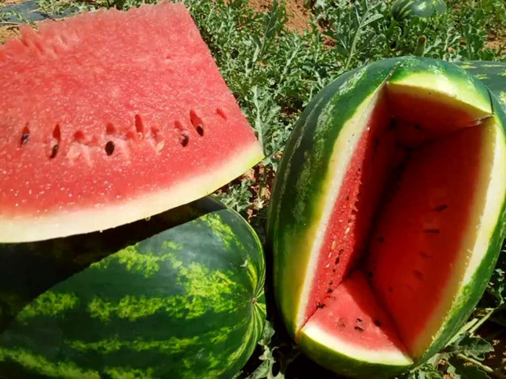 “Our watermelon has everything it takes to conquer the French market”.